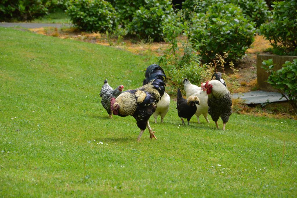 La Grange Des Marettes Bed & Breakfast Cléres Eksteriør bilde